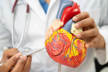 Kardiyovasküler hastalık CVD, Asyalı doktor kalp hastalıklarını öğrenmek ve tedavi etmek için insan anatomisi modeli tutuyor.