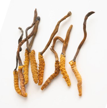 Cordyceps ya da Ophiocordyceps sinensis mantar bitkisi beyaz arka planda ilaç olarak kullanılan mantardır..