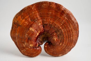 Kapsül ilaçlı kurutulmuş lingzhi mantarı, alternatif ilaç bitkisel bitkisel bitki.