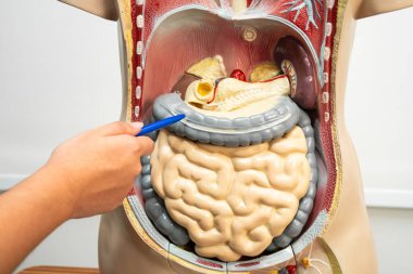 Öğrenci genç lisede insan vücut modeliyle anatomi biyolojisi öğreniyor..