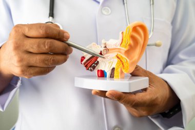 Asyalı doktor hastada işitme kaybını öğrenmek ve tedavi etmek için insan kulağı modeli tutuyor..
