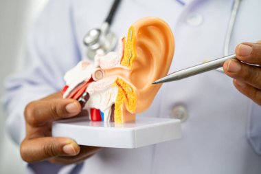 Asyalı doktor hastada işitme kaybını öğrenmek ve tedavi etmek için insan kulağı modeli tutuyor..