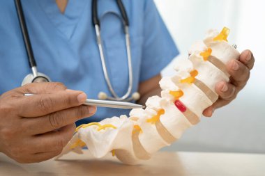 Ortopedi bölümünde tedavi için omurga iskeleti ve sinir modeline sahip bir doktor..