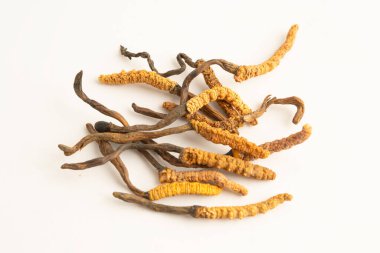 Cordyceps ya da Ophiocordyceps sinensis mantar bitkisi beyaz arka planda ilaç olarak kullanılan mantardır..