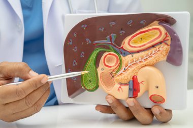 Safra kesesi, pankreas dalağı ve onikiparmak bağırsağı olan karaciğer, Asyalı doktor hastanede teşhis ve tedavi için insan anatomisi modeli tutuyor..