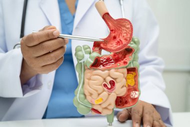 Midesi ve bağırsağı olan sindirim sistemi, Asyalı doktor hastanede teşhis ve tedavi için insan anatomisi modeli tutuyor..