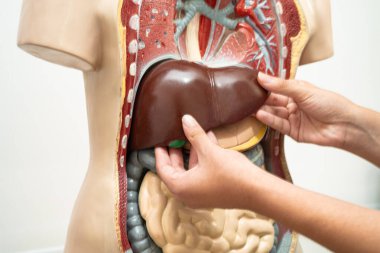 Öğrenci genç lisede insan vücut modeliyle anatomi biyolojisi öğreniyor..