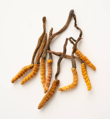 Cordyceps ya da Ophiocordyceps sinensis mantar bitkisi beyaz arka planda ilaç olarak kullanılan mantardır..