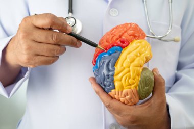 Alzheimer hastalığı, Asyalı doktor hastanede teşhis ve tedavi için beyin anatomisi modeli tutuyor..