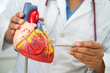 Kardiyovasküler hastalık CVD, Asyalı doktor kalp hastalıklarını öğrenmek ve tedavi etmek için insan anatomisi modeli tutuyor.
