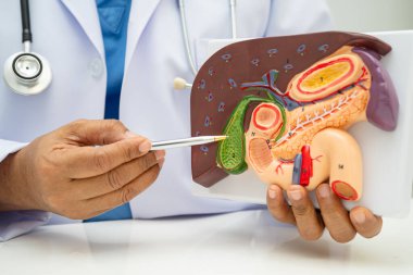 Safra kesesi, pankreas dalağı ve onikiparmak bağırsağı olan karaciğer, Asyalı doktor hastanede teşhis ve tedavi için insan anatomisi modeli tutuyor..