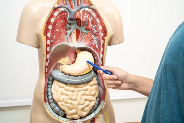 Öğrenci genç lisede insan vücut modeliyle anatomi biyolojisi öğreniyor..