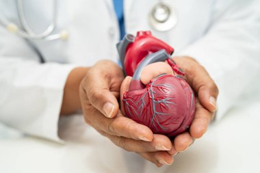 Kardiyovasküler hastalık CVD, Asyalı doktor kalp hastalıklarını öğrenmek ve tedavi etmek için insan anatomisi modeli tutuyor.