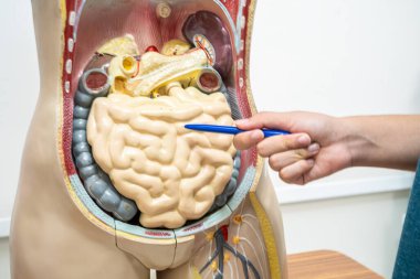 Öğrenci genç lisede insan vücut modeliyle anatomi biyolojisi öğreniyor..