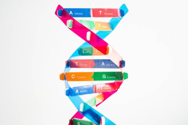DNA veya Deoksiribonükleik asit çift sarmal zincir yapısı.