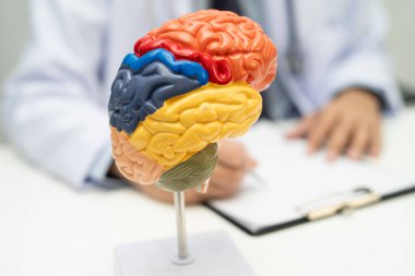 İnsan beyni anatomisi modeli olan Asyalı doktor hastanede..