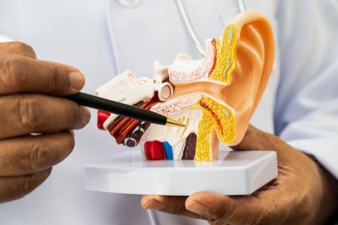 Asyalı doktor hastada işitme kaybını öğrenmek ve tedavi etmek için insan kulağı modeli tutuyor..