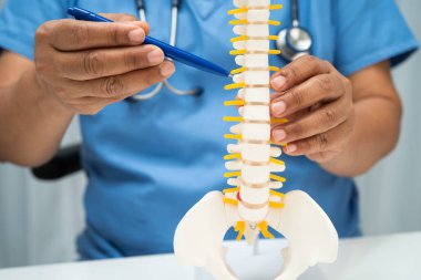 Ortopedi bölümünde tedavi için omurga iskeleti ve sinir modeline sahip bir doktor..