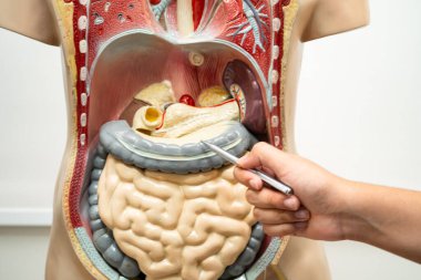 Öğrenci genç lisede insan vücut modeliyle anatomi biyolojisi öğreniyor..