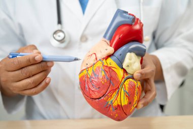 Kardiyovasküler hastalık CVD, Asyalı doktor kalp hastalıklarını öğrenmek ve tedavi etmek için insan anatomisi modeli tutuyor.
