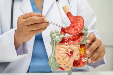 Midesi ve bağırsağı olan sindirim sistemi, Asyalı doktor hastanede teşhis ve tedavi için insan anatomisi modeli tutuyor..