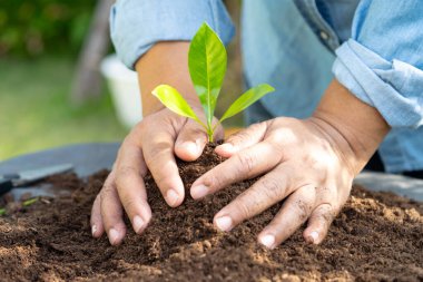 Bahçıvan kadın turba yosunlu bir ağaç dikiyor organik madde tarımsal organik bitki ve ekoloji için toprağı geliştiriyor..