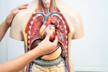 Öğrenci genç lisede insan vücut modeliyle anatomi biyolojisi öğreniyor..