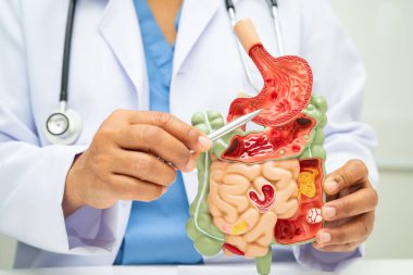 Midesi ve bağırsağı olan sindirim sistemi, Asyalı doktor hastanede teşhis ve tedavi için insan anatomisi modeli tutuyor..