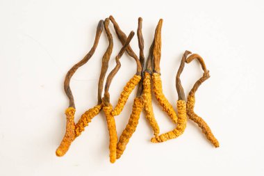 Cordyceps ya da Ophiocordyceps sinensis mantar bitkisi beyaz arka planda ilaç olarak kullanılan mantardır..