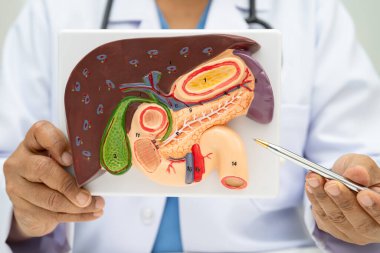 Safra kesesi, pankreas dalağı ve onikiparmak bağırsağı olan karaciğer, Asyalı doktor hastanede teşhis ve tedavi için insan anatomisi modeli tutuyor..