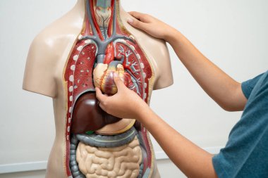 Öğrenci genç lisede insan vücut modeliyle anatomi biyolojisi öğreniyor..