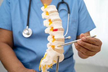 Ortopedi bölümünde tedavi için omurga iskeleti ve sinir modeline sahip bir doktor..