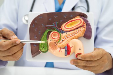 Safra kesesi, pankreas dalağı ve onikiparmak bağırsağı olan karaciğer, Asyalı doktor hastanede teşhis ve tedavi için insan anatomisi modeli tutuyor..