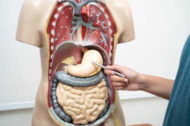 Öğrenci genç lisede insan vücut modeliyle anatomi biyolojisi öğreniyor..