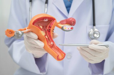 Rahim, hastanede teşhis ve tedavi için insan anatomisi modeli tutan doktor..