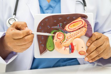 Safra kesesi, pankreas dalağı ve onikiparmak bağırsağı olan karaciğer, Asyalı doktor hastanede teşhis ve tedavi için insan anatomisi modeli tutuyor..