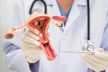 Rahim, hastanede teşhis ve tedavi için insan anatomisi modeli tutan doktor..