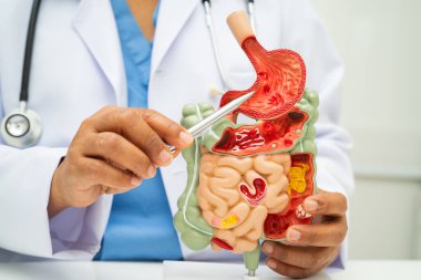 Midesi ve bağırsağı olan sindirim sistemi, Asyalı doktor hastanede teşhis ve tedavi için insan anatomisi modeli tutuyor..