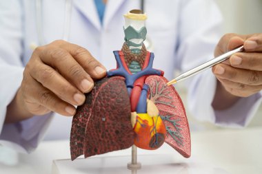 Zatürree, akciğer kanseri, Asyalı doktor hastanede teşhis ve tedavi için insan anatomisi modeli tutuyor.