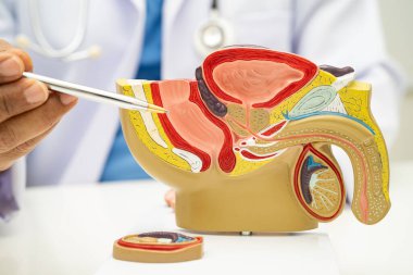 Erkek üreme sistemi, Asyalı doktor hastanede teşhis ve tedavi için insan anatomisi modeli tutuyor..