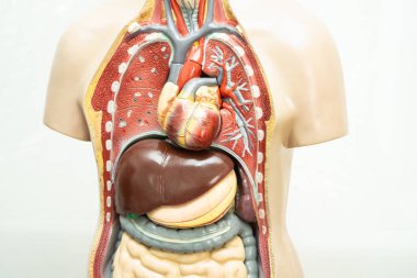 Tıp eğitimi için insan modeli anatomisi, tıp eğitimi.