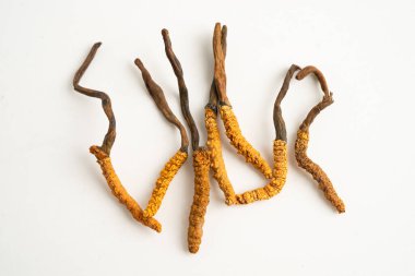 Cordyceps ya da Ophiocordyceps sinensis mantar bitkisi beyaz arka planda ilaç olarak kullanılan mantardır..