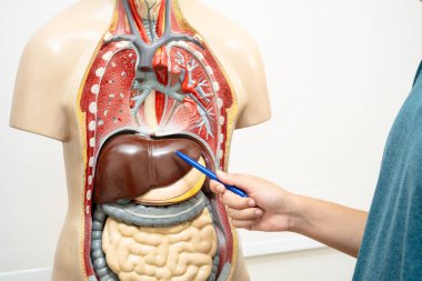 Öğrenci genç lisede insan vücut modeliyle anatomi biyolojisi öğreniyor..