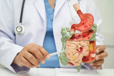 Midesi ve bağırsağı olan sindirim sistemi, Asyalı doktor hastanede teşhis ve tedavi için insan anatomisi modeli tutuyor..