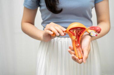 Rahim, Asyalı kadın insan anatomisi modeli tutuyor..
