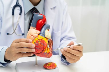 Kardiyovasküler hastalık CVD, Asyalı doktor kalp hastalıklarını öğrenmek ve tedavi etmek için insan anatomisi modeli tutuyor.