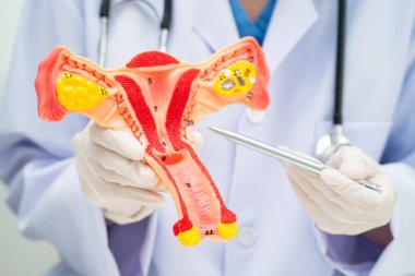 Rahim, hastanede teşhis ve tedavi için insan anatomisi modeli tutan doktor..