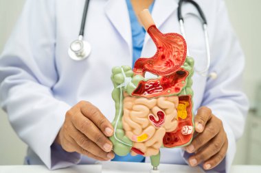 Midesi ve bağırsağı olan sindirim sistemi, Asyalı doktor hastanede teşhis ve tedavi için insan anatomisi modeli tutuyor..
