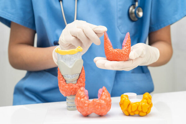 Hyperthyroidism, Overactive Thyroid, Thyroid Lymphoma, Asian doctor with thyroid gland human anatomy model in hospital.