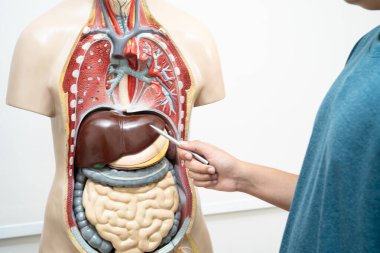 Öğrenci genç lisede insan vücut modeliyle anatomi biyolojisi öğreniyor..